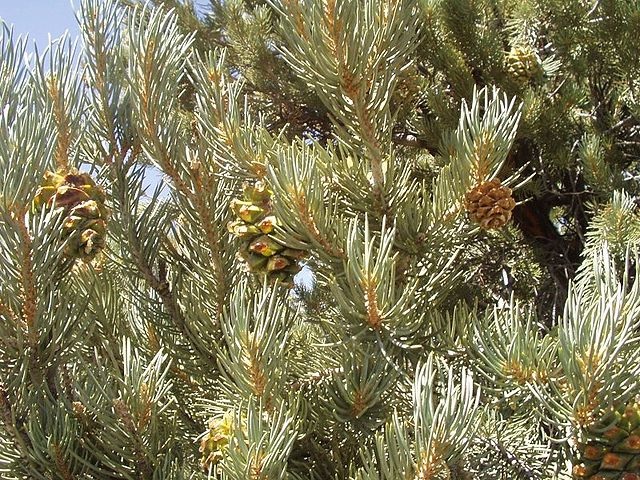 Weeping Pinyon Pine