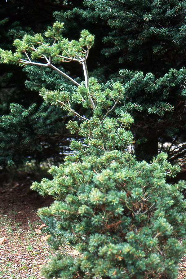 Japanese White Pine Yatsubusa