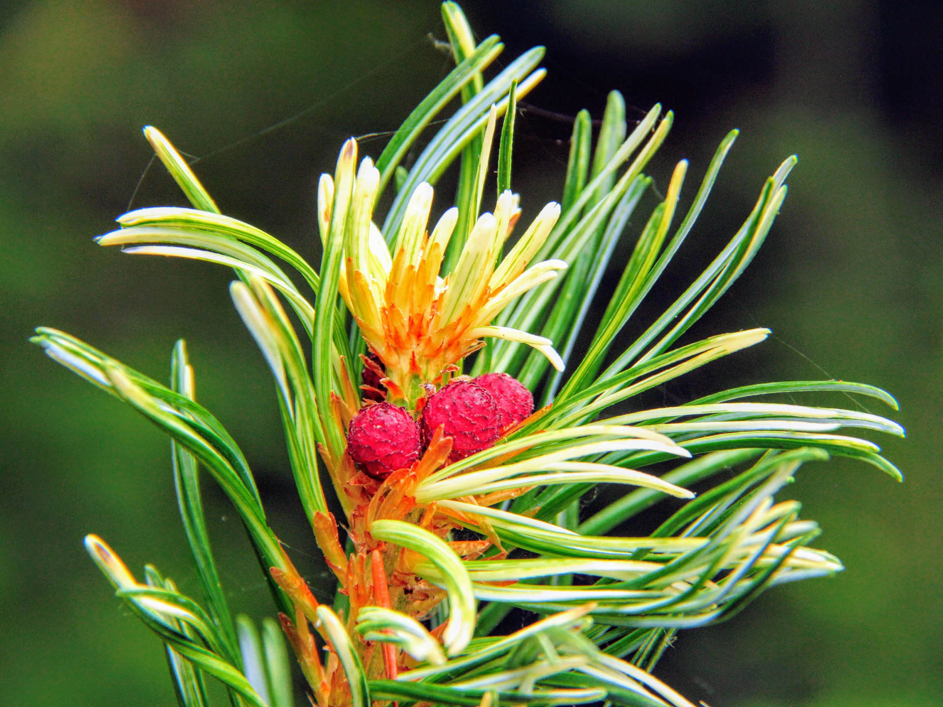 Japanese White Pine Yuki Goten