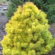 Scots Pine, European Redwood, Scotch Pine Gold Coin