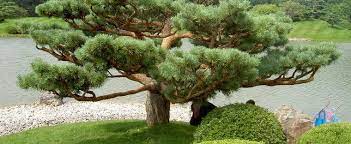 Scots Pine, European Redwood, Scotch Pine Gregs Variegated