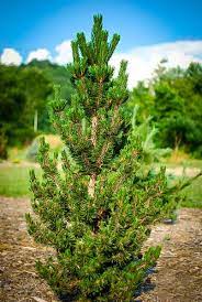 Japanese Black Pine Koto Buki