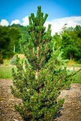 Japanese Black Pine 'Koto Buki'