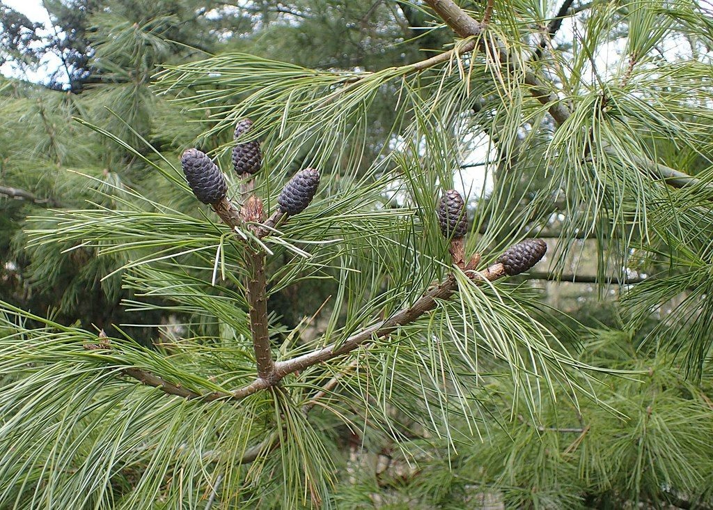 Himalayan Pine, Butan Pine Densa Hillii