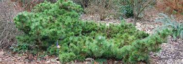 Japanese Black Pine Sayonara