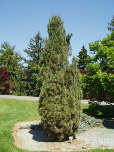 Scots Pine, European Redwood, Scotch Pine Sentinel