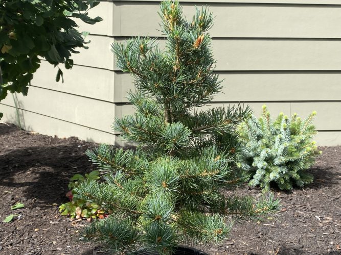 Japanese White Pine Compacta