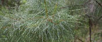 Stringybark Pine, Brush Cypress, Stringybark Cypress Pine