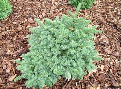 Noble Fir Bizzaro