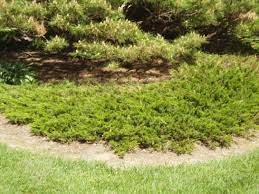 Savin Juniper Buffalo