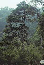 Chinese Hemlock