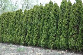 White Cedar, Eastern Arborvitae, American Arborvitae Wintergreen