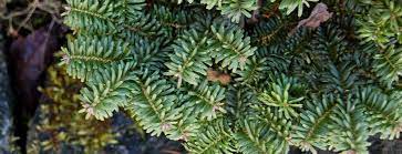 Dwarf Grand Fir Compacta