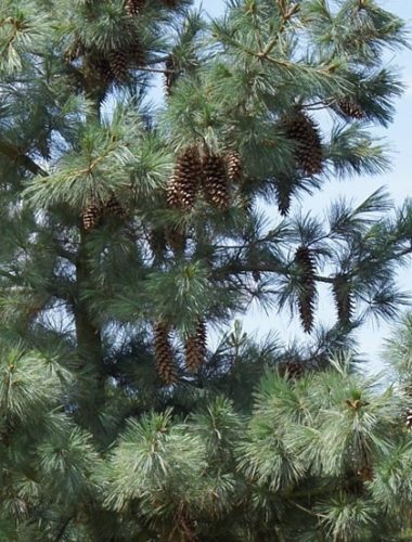Schwerin Pine