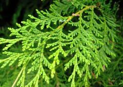 Lawson False Cypress, Port Orford Cedar 'Argentea Smith'