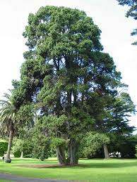 Bhutan Cypress