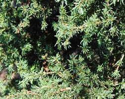 Yew, English Yew Ericoides