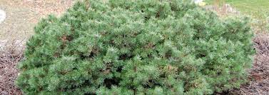 Scots Pine, European Redwood, Scotch Pine Doone Valley