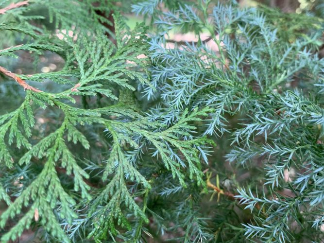 Chamaecyparis, Sawara False Cypress Squarrosa