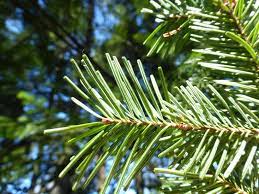 Mayr Sakhalin Fir