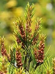 Lacebark Pine 'Temple Gem'