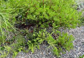 Podocarpus Orangeade