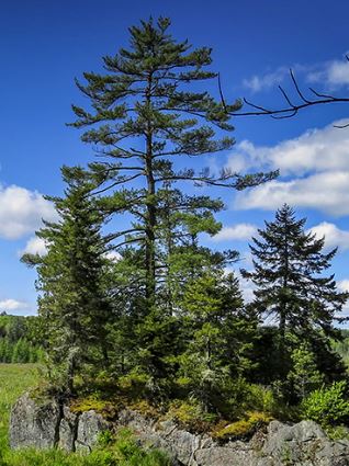 Eastern White Pine White Mountain
