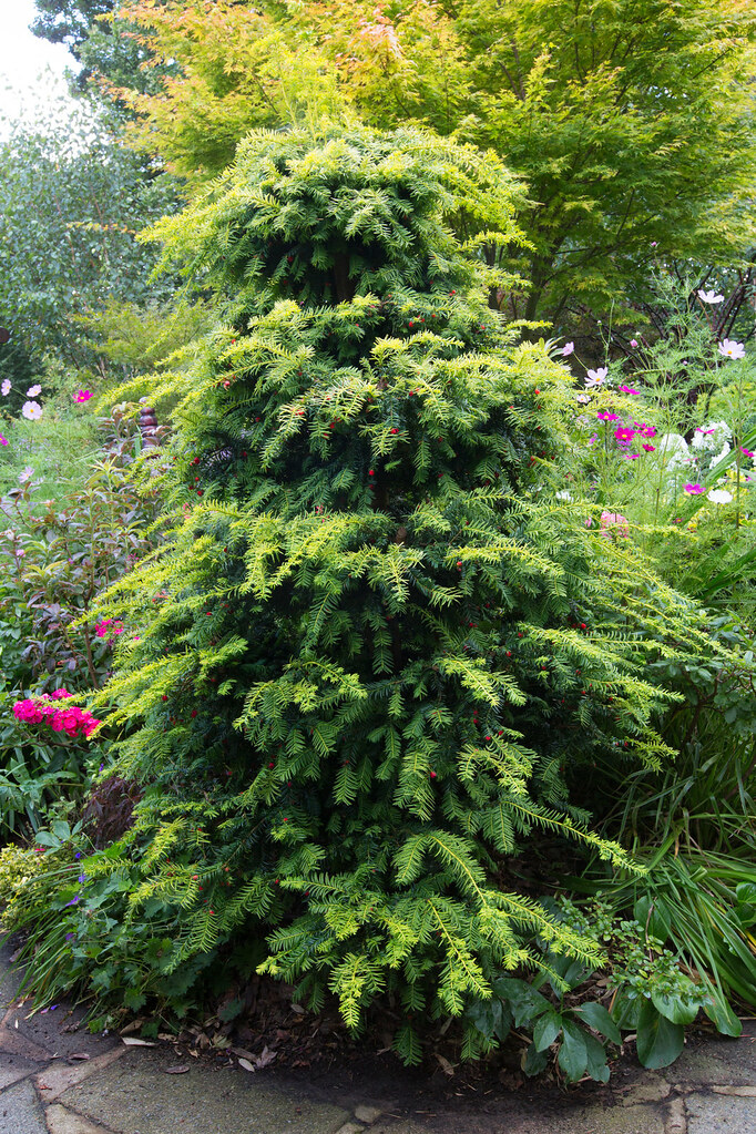 Yew, English Yew Dovastonii Aurea