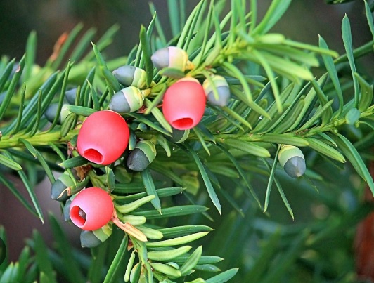 Chinese Yew