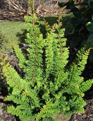 Hinoki False Cypress 'Teddy Bear'