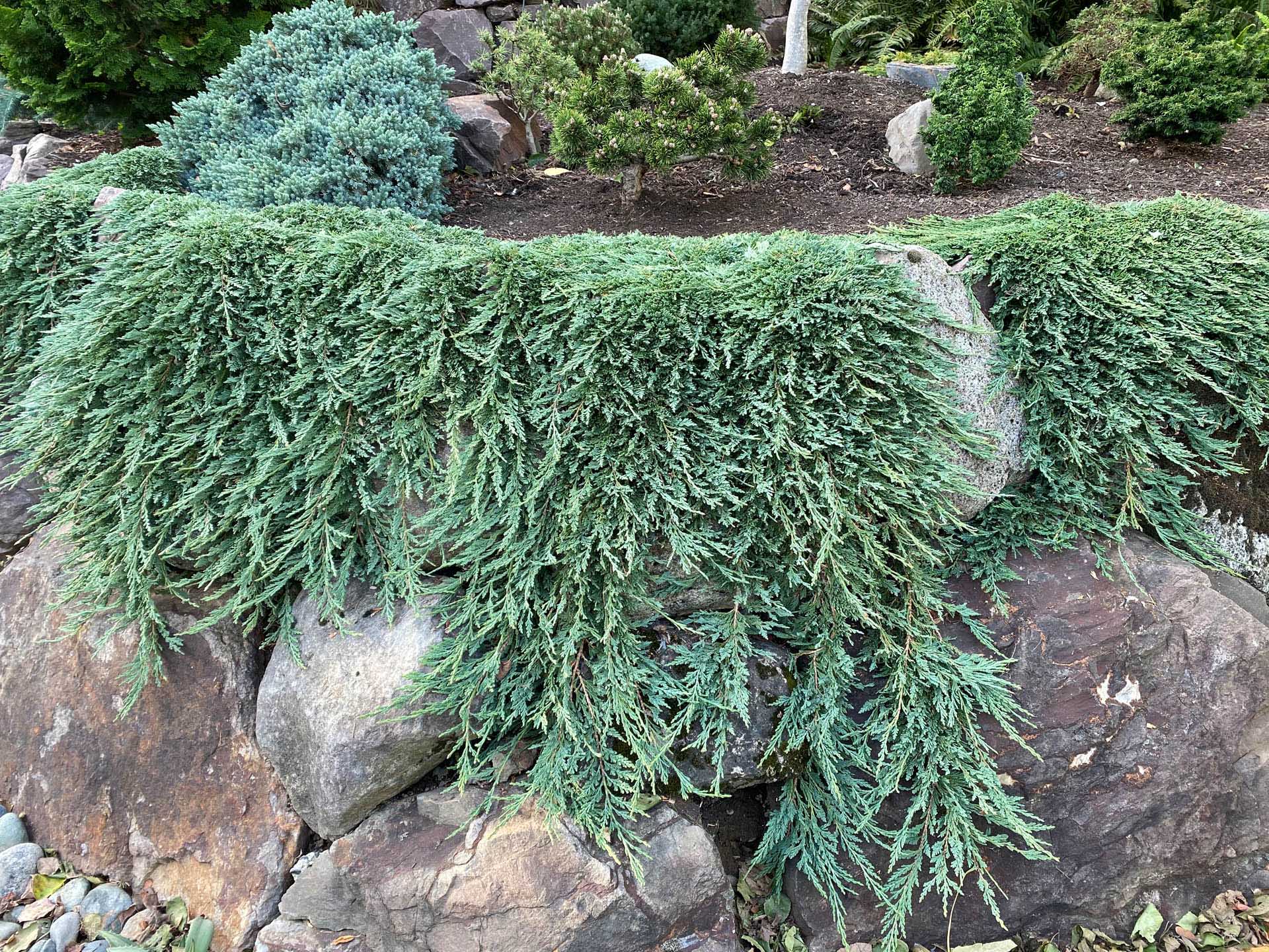 Creeping Juniper, Trailing Juniper, Creeping Cedar Pancake