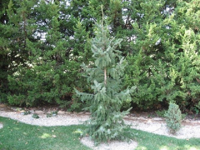 Serbian Spruce Riverside