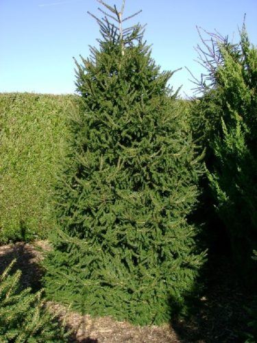Caucasian Spruce, Oriental Spruce Atrovirens