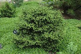 Oriental Spruce Nigra Compacta