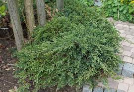 Common Juniper, Creeping Juniper, Carpet Juniper Blue Carpet