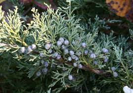 Common Juniper Windsor Gem