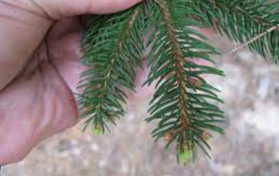 Remont Norway Spruce Remonti