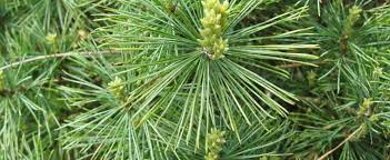 Eastern White Pine Bergmans Mini