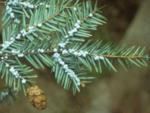 Canadian Hemlock, Eastern Hemlock Armistice