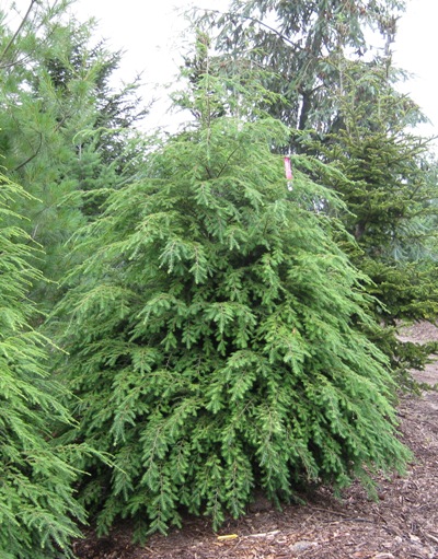 Canadian Hemlock, Eastern Hemlock Curtis Spreader