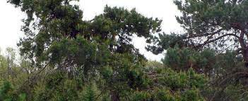 Scots Pine, European Redwood, Scotch Pine Mitchs Weeping