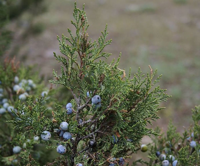 Grecian Juniper, Greek Juniper