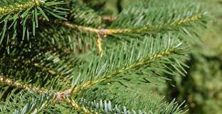 East Himalayan Fir, Himalayan Fir, King Pine