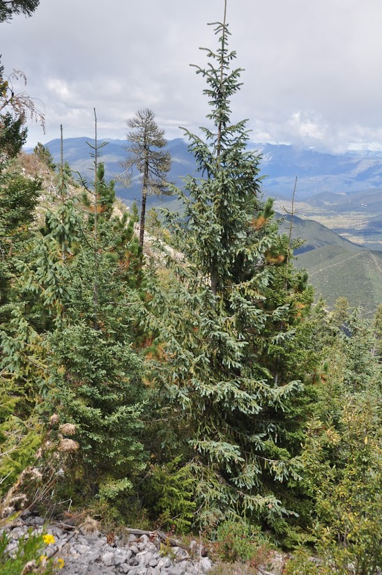 Mexican Spruce