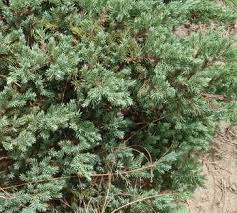 Juniperus Species, Dahurian Juniper, Parsons Juniper