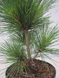 Japanese Black Pine Corticosa