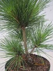 Japanese Black Pine 'Corticosa'
