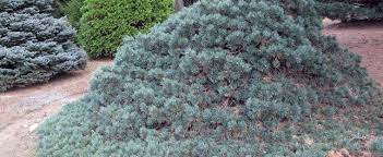 Scots Pine, European Redwood, Scotch Pine PSU-89 Strain