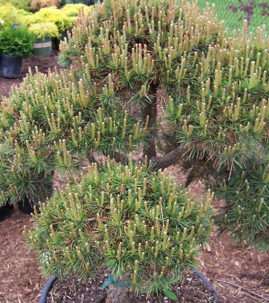 Scots Pine, European Redwood, Scotch Pine Spanish Strain