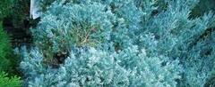 Sawara False Cypress, Boulevard Cypress, Blue Moss Cypress 'True Blue'